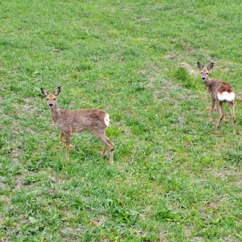 Two young deer standing in a green grassy field, looking toward the camera with ears perked up.