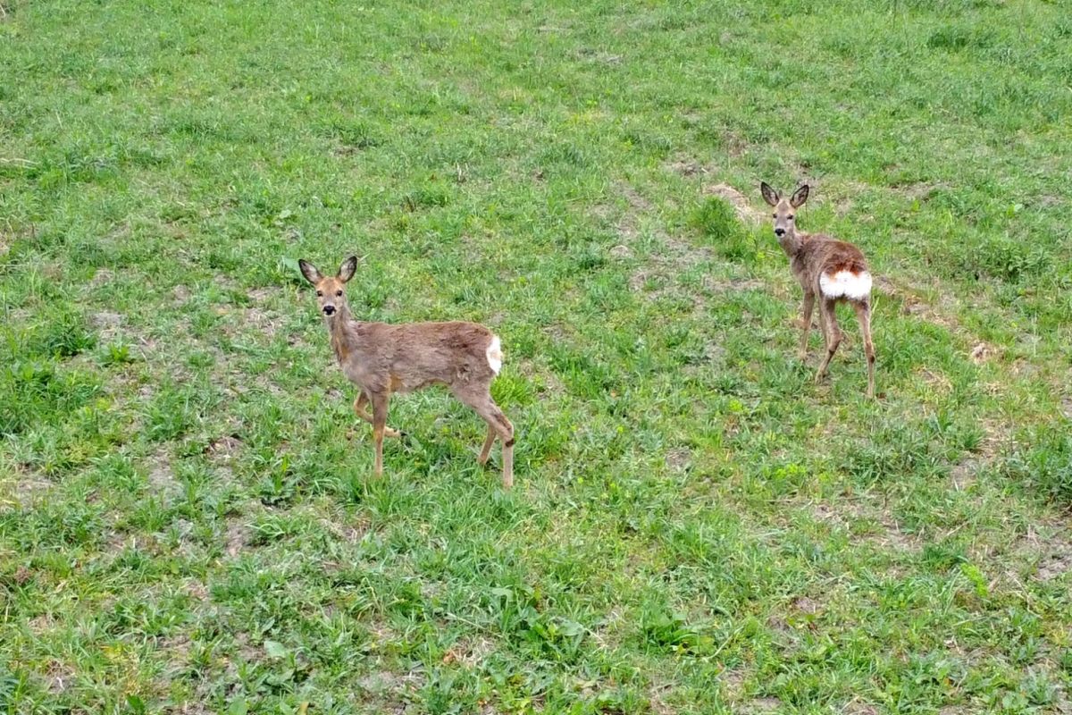 Two young deer standing in a green grassy field, looking toward the camera with ears perked up.