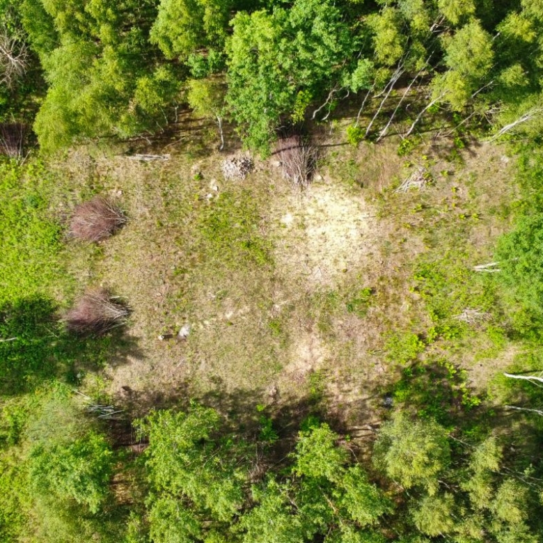 Aerial view of a grassy clearing surrounded by dense green forest; a paved road runs along the right edge of the scene.