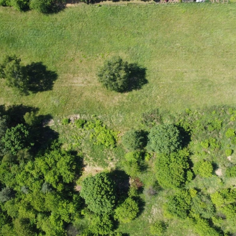 Aerial view of a grassy park with scattered trees and a line of denser shrubbery along the bottom edge