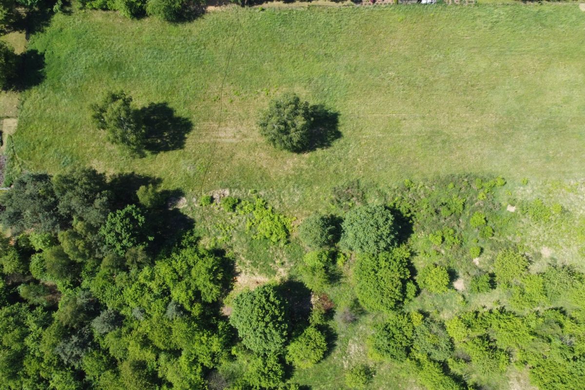 Aerial view of a grassy park with scattered trees and a line of denser shrubbery along the bottom edge