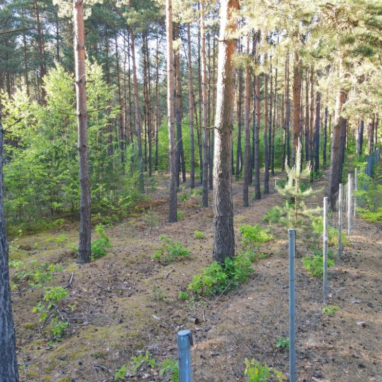Forest path with a wire fence along the right, flanked by tall pine trees and dappled sunlight.