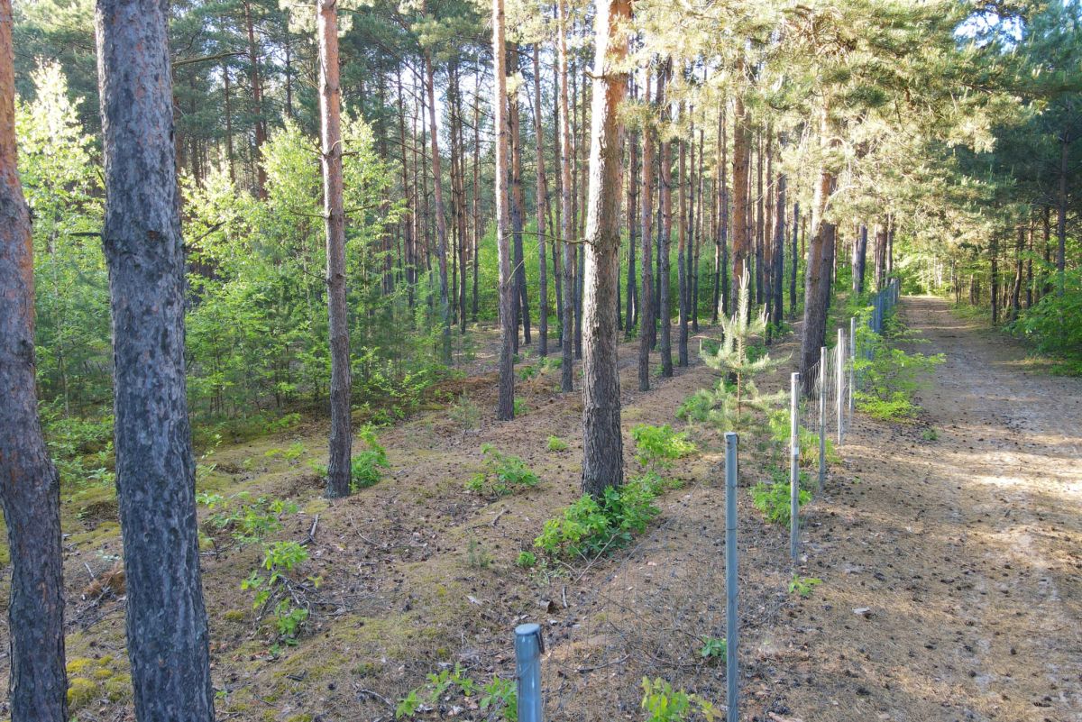 Forest path with a wire fence along the right, flanked by tall pine trees and dappled sunlight.