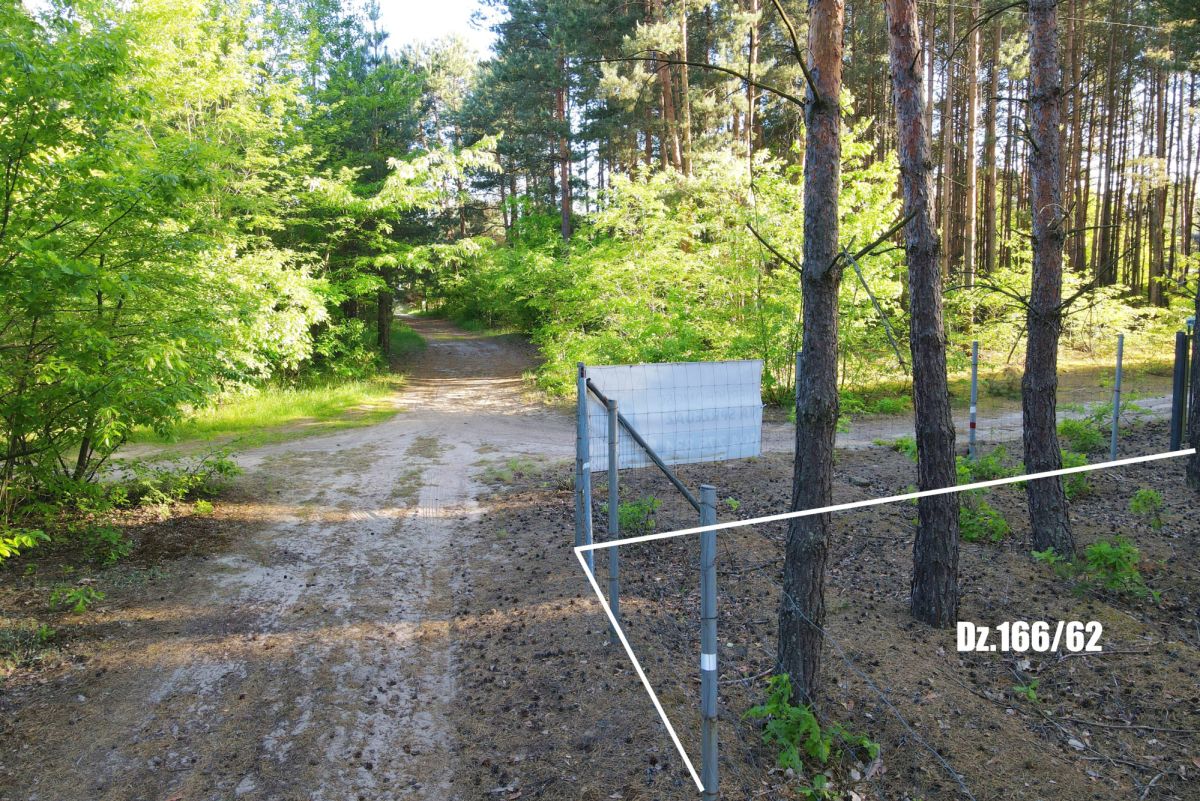 Sunlit forest path with a metal gate and white boundary lines in the foreground, labeled Dz.166/62.