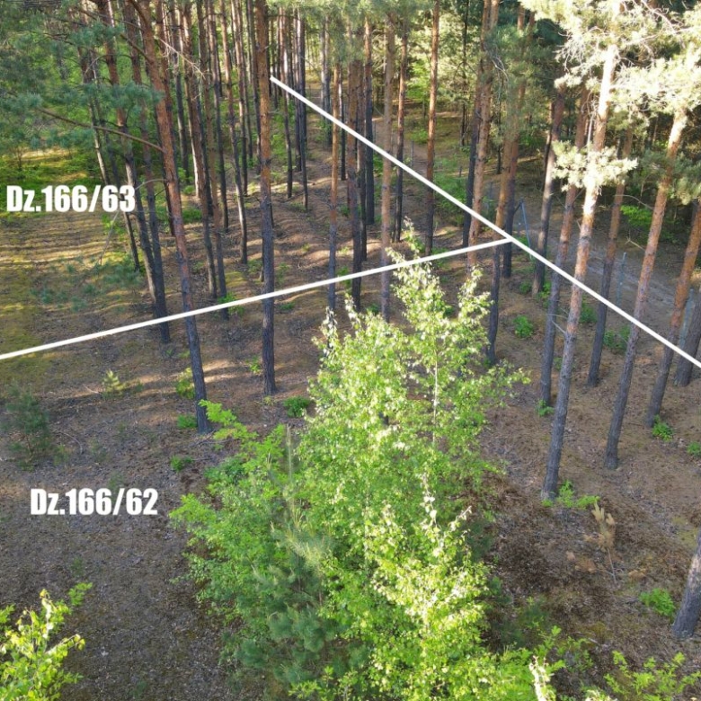 Aerial view of a pine forest with white boundary lines marking parcels Dz.166/63 and Dz.166/62.