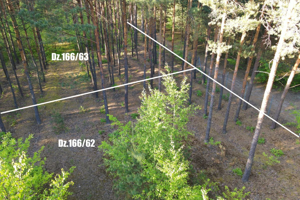 Aerial view of a pine forest with white boundary lines marking parcels Dz.166/63 and Dz.166/62.