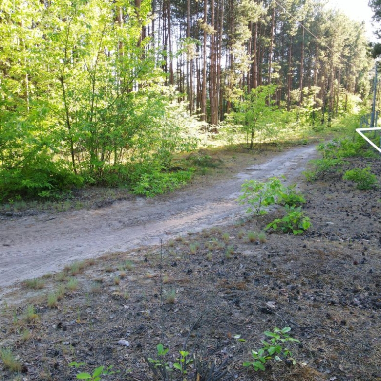 Dirt path winding through a sunlit forest with green shrubs on the left and trees in the background, fence visible on the right.