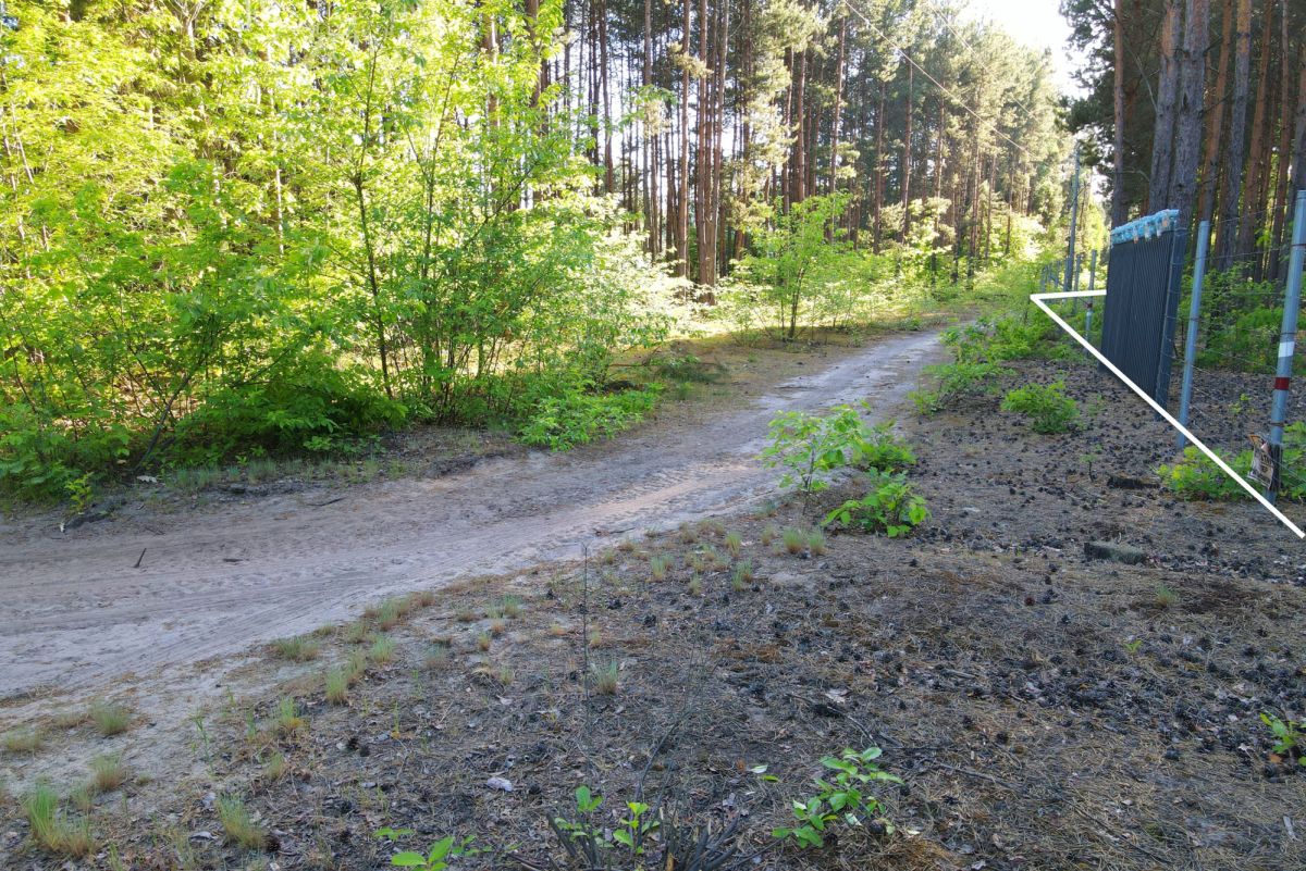Dirt path winding through a sunlit forest with green shrubs on the left and trees in the background, fence visible on the right.
