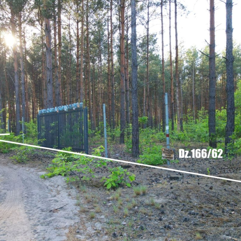 Sunlit pine forest beside a dirt road, a metal fence and boundary posts mark a restricted area, with a small sign reading Dz.166/62 near the gate.