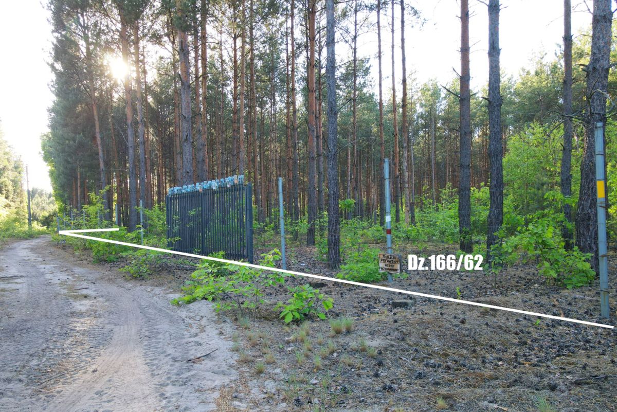 Sunlit pine forest beside a dirt road, a metal fence and boundary posts mark a restricted area, with a small sign reading Dz.166/62 near the gate.