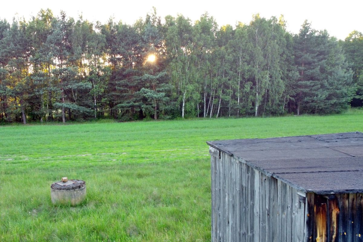Sun peeks through trees over a green field with a weathered wooden shed on the right.