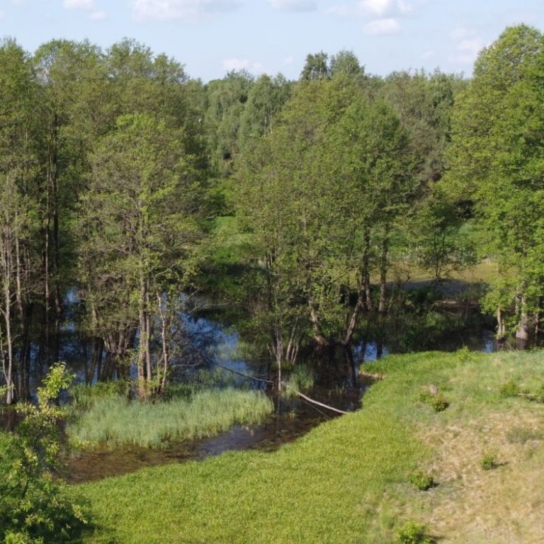 A small waterway wends through a grassy, tree-lined area under a blue sky, with a dirt bank in the foreground.