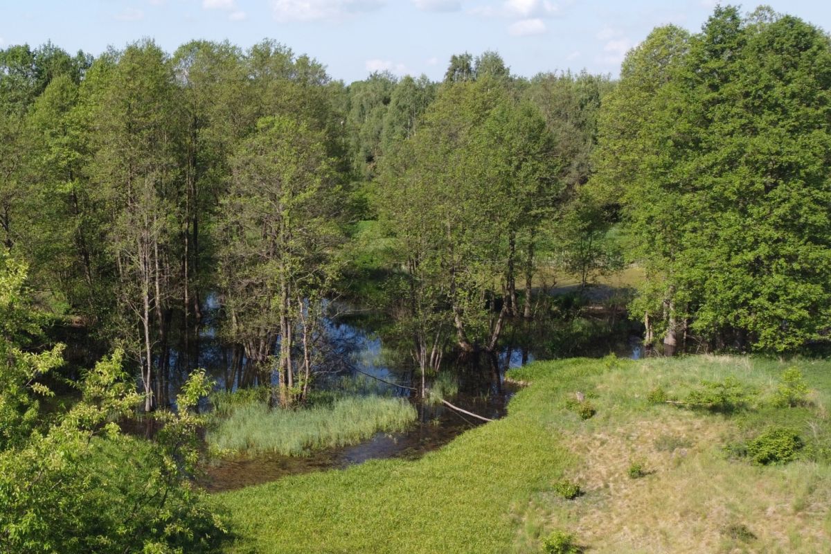 A small waterway wends through a grassy, tree-lined area under a blue sky, with a dirt bank in the foreground.