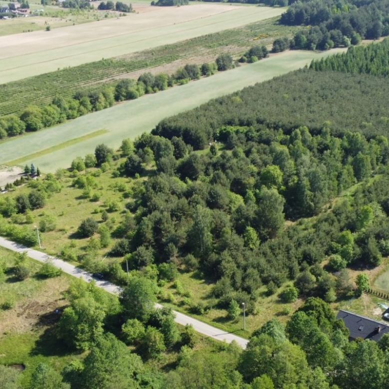 Aerial view of farmland with fields, rows of trees, and a tree-lined road cutting through the landscape.