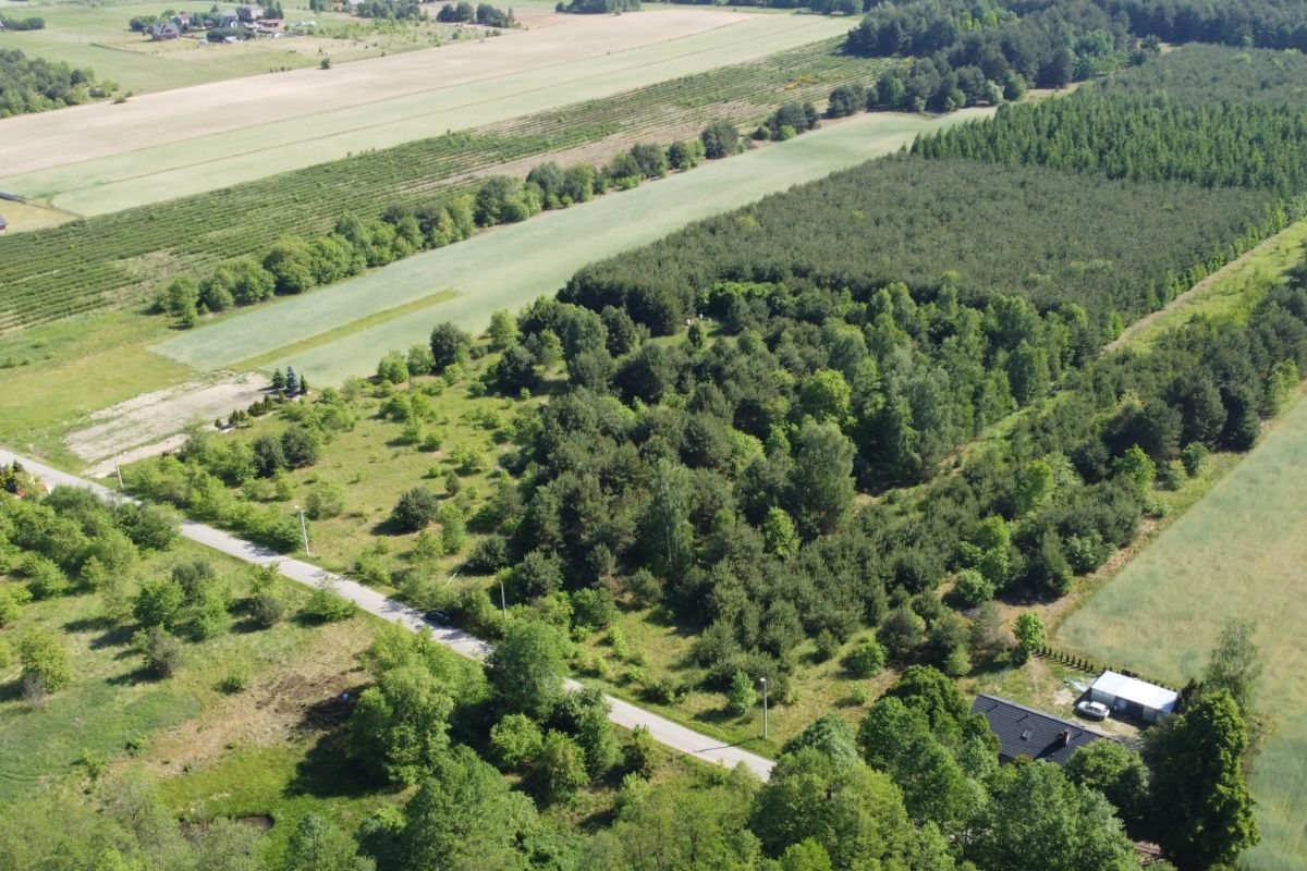 Aerial view of farmland with fields, rows of trees, and a tree-lined road cutting through the landscape.