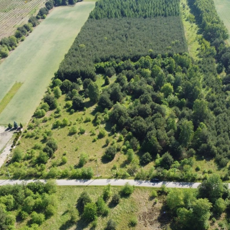 Aerial view of a rectangular wooded patch bordered by green fields and a road at the bottom.