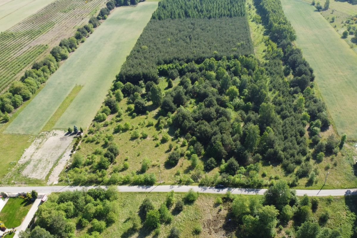 Aerial view of a rectangular wooded patch bordered by green fields and a road at the bottom.