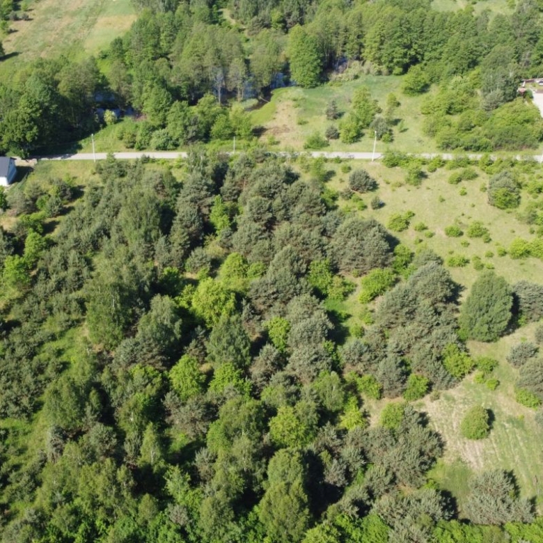 Aerial view of a rural landscape: dense trees, open grassy areas, and a road with houses on the right edge.
